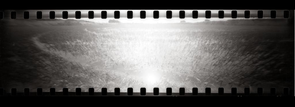 Fadeout landscape: rice fields, Cabras